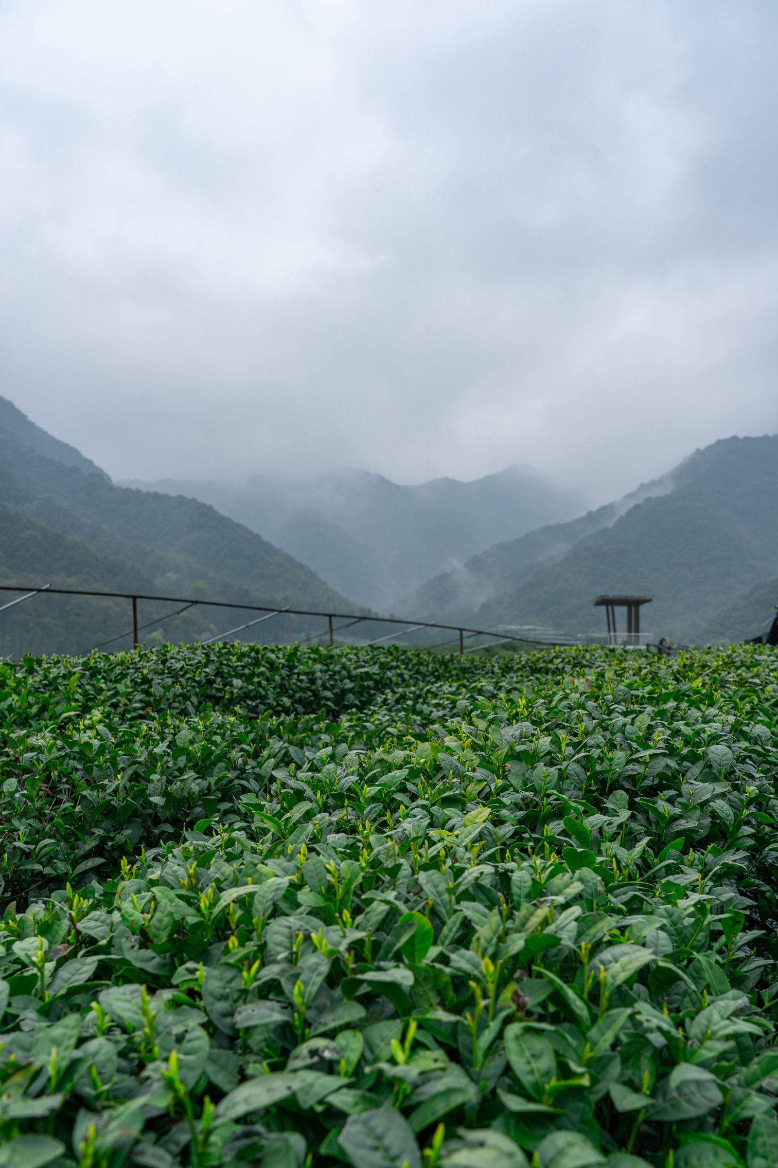 Longjing tea terraces above Hangzhou